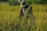 A person wearing a hat and a jacket is harvesting crops in a field filled with tall grass and ripe rice plants. The scene is set in a lush, green environment, capturing the essence of rural agricultural life.