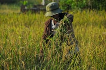 A person wearing a hat and a jacket is harvesting crops in a field filled with tall grass and ripe rice plants. The scene is set in a lush, green environment, capturing the essence of rural agricultural life.