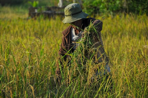 A person wearing a hat and a jacket is harvesting crops in a field filled with tall grass and ripe rice plants. The scene is set in a lush, green environment, capturing the essence of rural agricultural life.