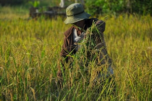 A person wearing a hat and a jacket is harvesting crops in a field filled with tall grass and ripe rice plants. The scene is set in a lush, green environment, capturing the essence of rural agricultural life.