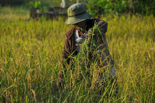 A person wearing a hat and a jacket is harvesting crops in a field filled with tall grass and ripe rice plants. The scene is set in a lush, green environment, capturing the essence of rural agricultural life.