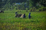 woman wearing blue dress walking on grass field