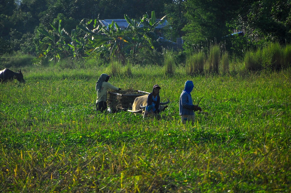 woman wearing blue dress walking on grass field