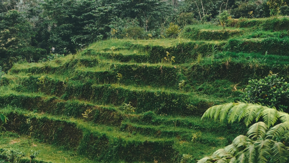 녹색 계단 잔디 밭