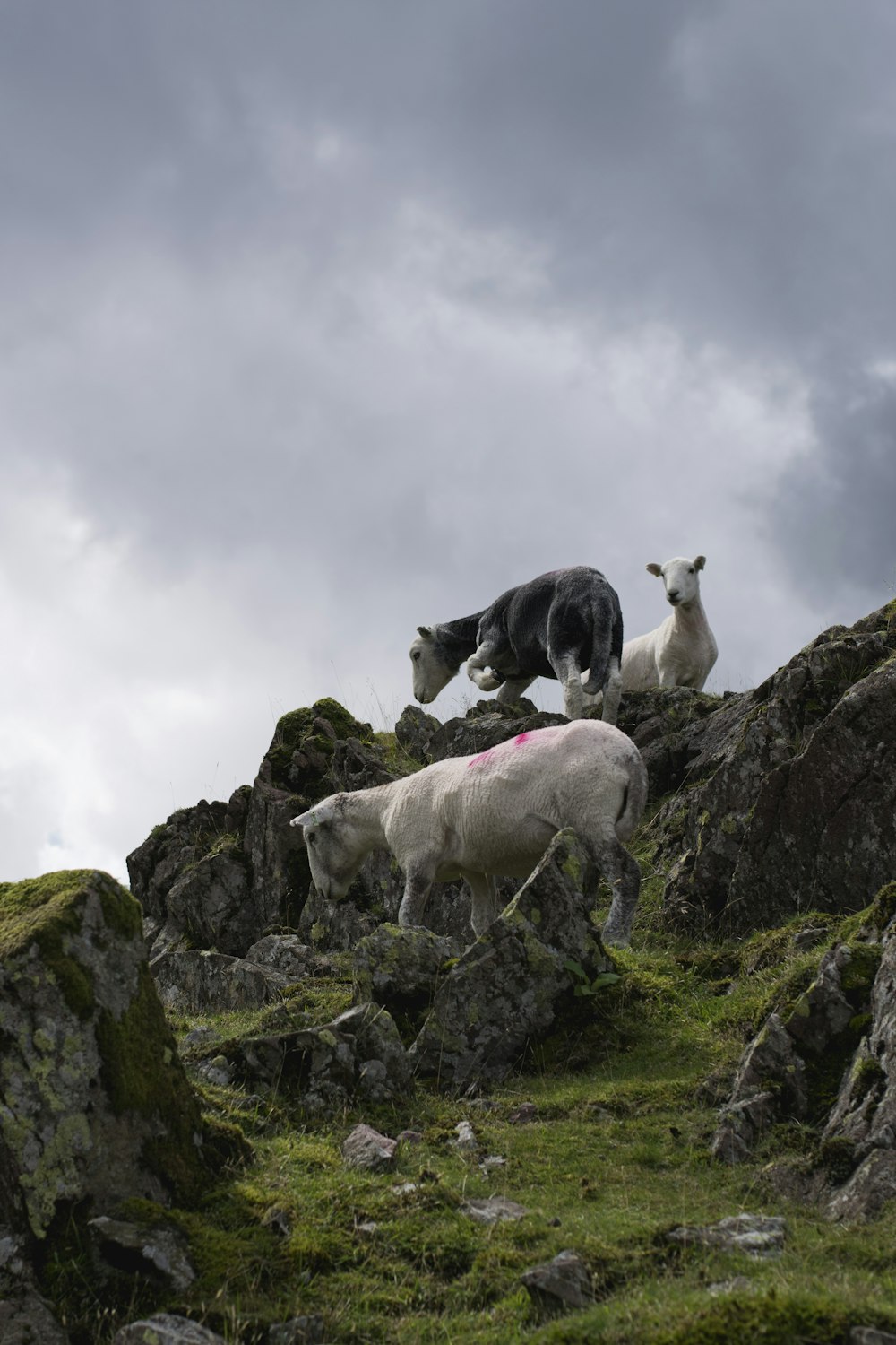 3 mountain goats during cloudy daytime