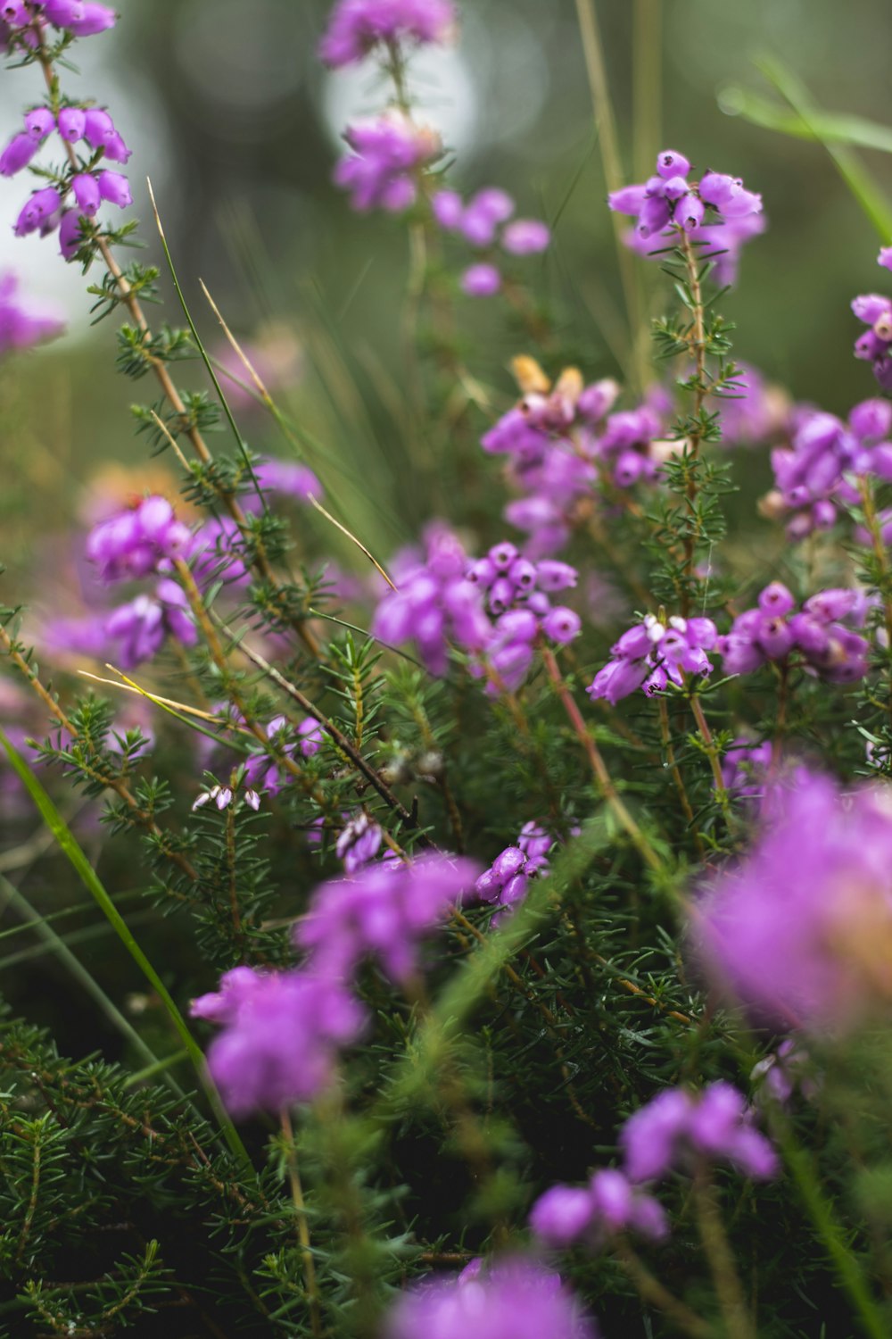 photo of purple flowers