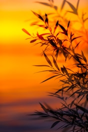 a close up of a plant with a sunset in the background