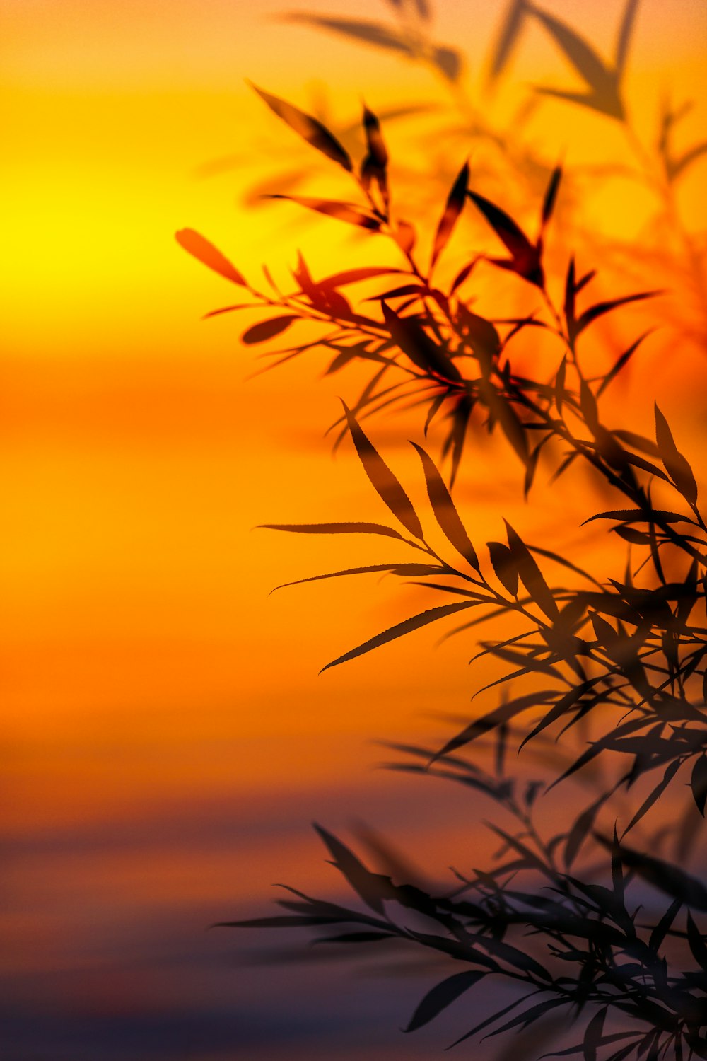 a close up of a plant with a sunset in the background