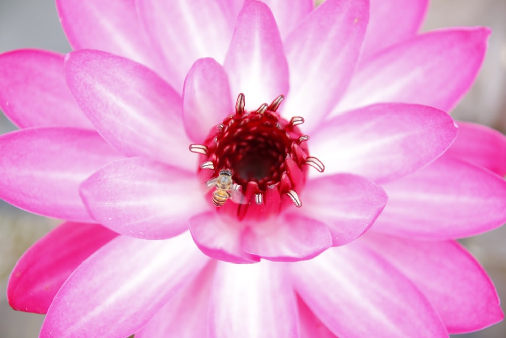 pink flowers