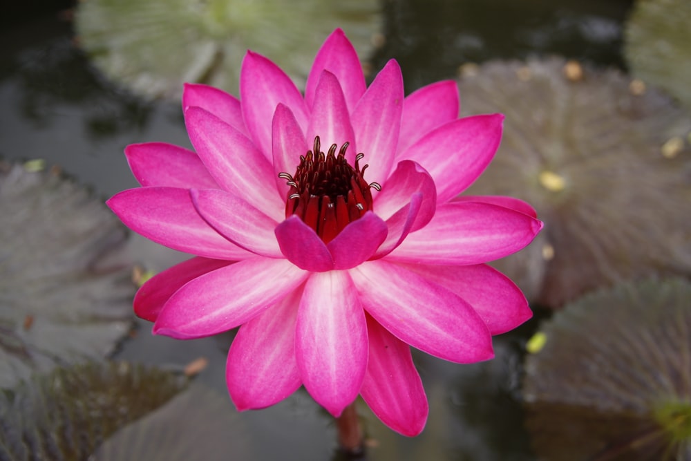 pink flower in bloom