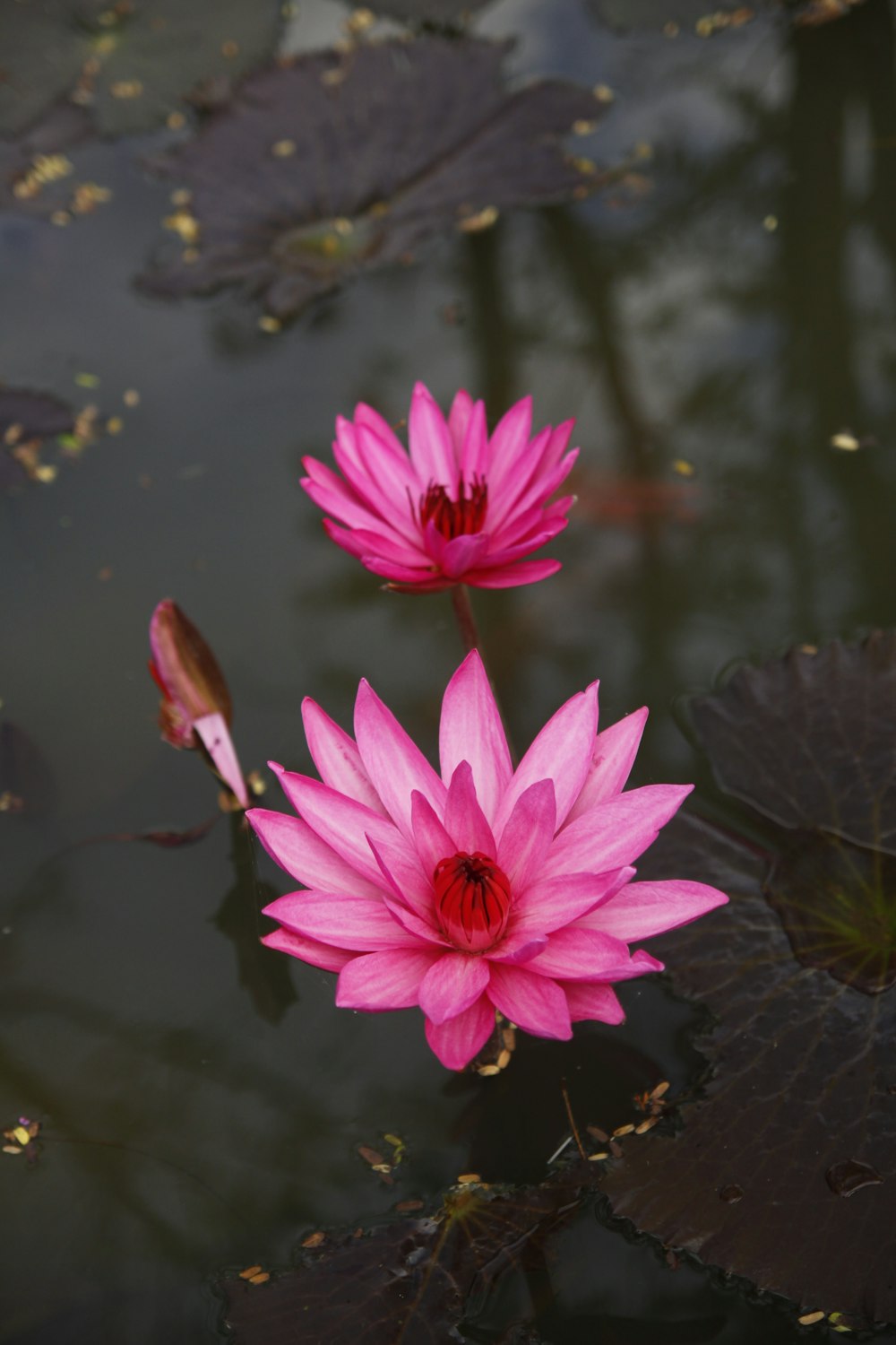 pink water lily