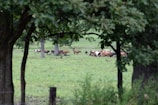 A healthy herd of cattle grazing in a lush green pasture.