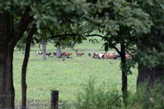 A herd of Murray Grey cattle grazing in a lush field.