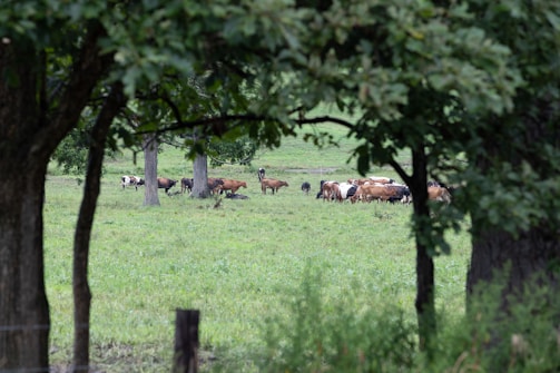 A herd of Murray Grey cattle grazing in a lush field.