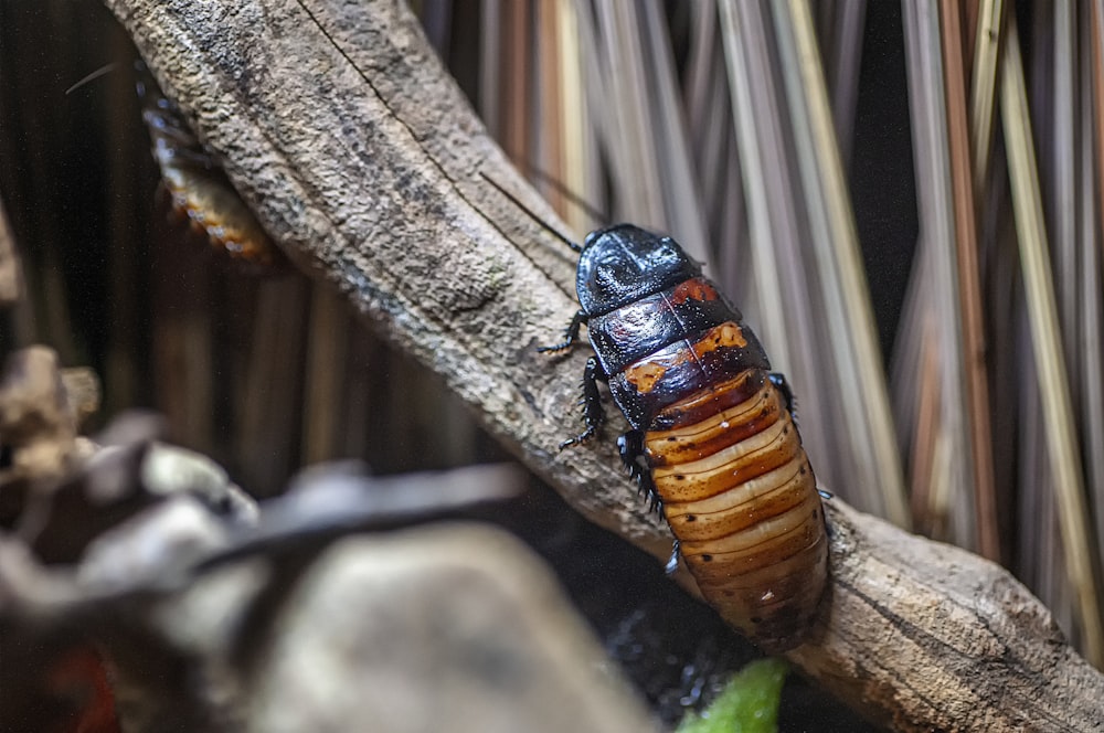 brown and black cockroach on tree branch