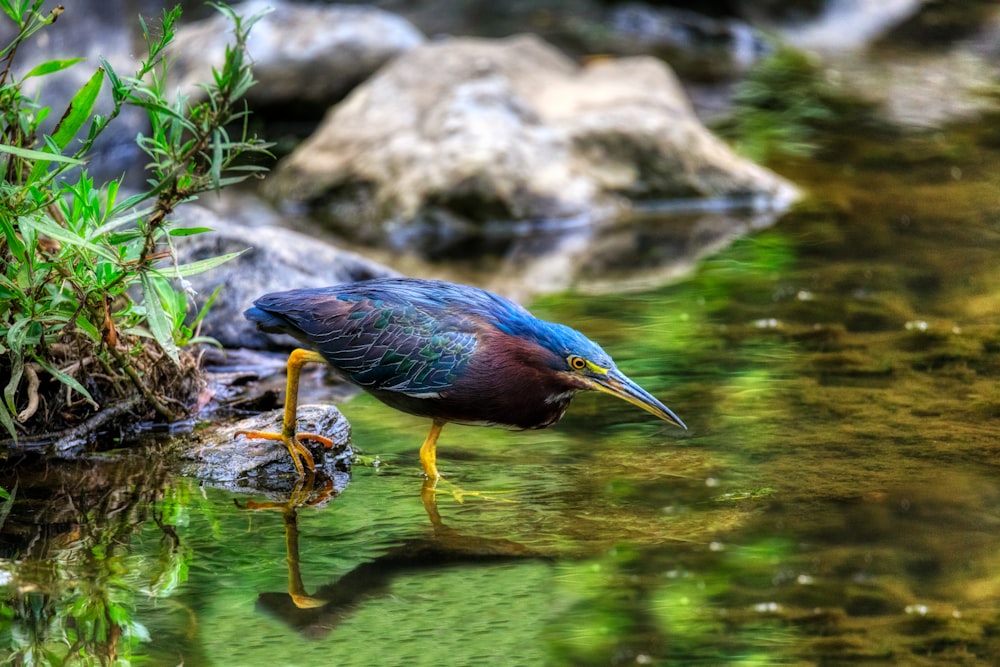 selective focus photography of blue and red bird