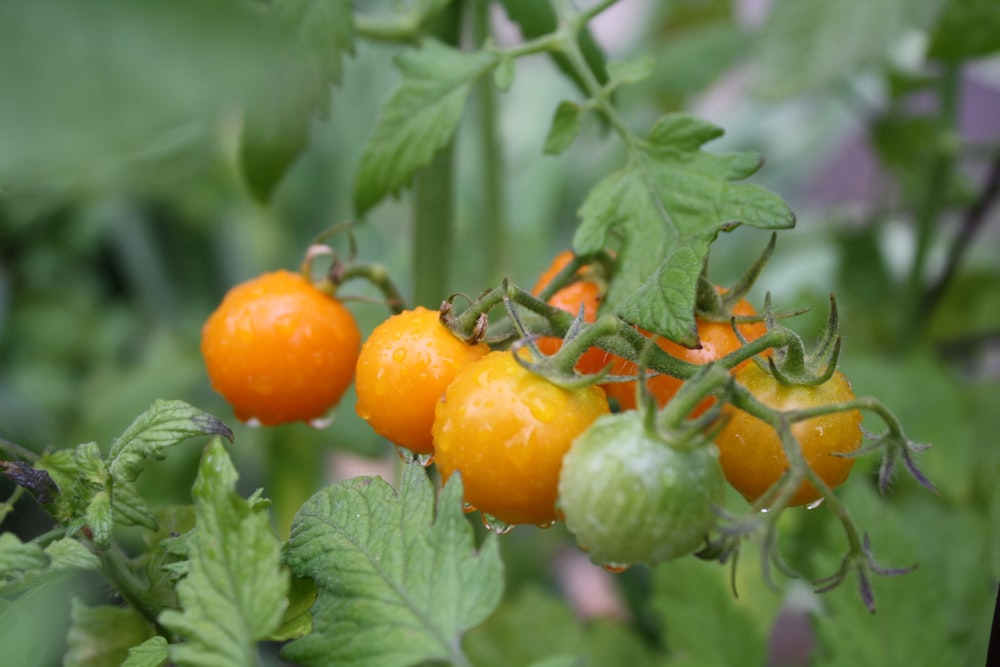 orange tomatoes