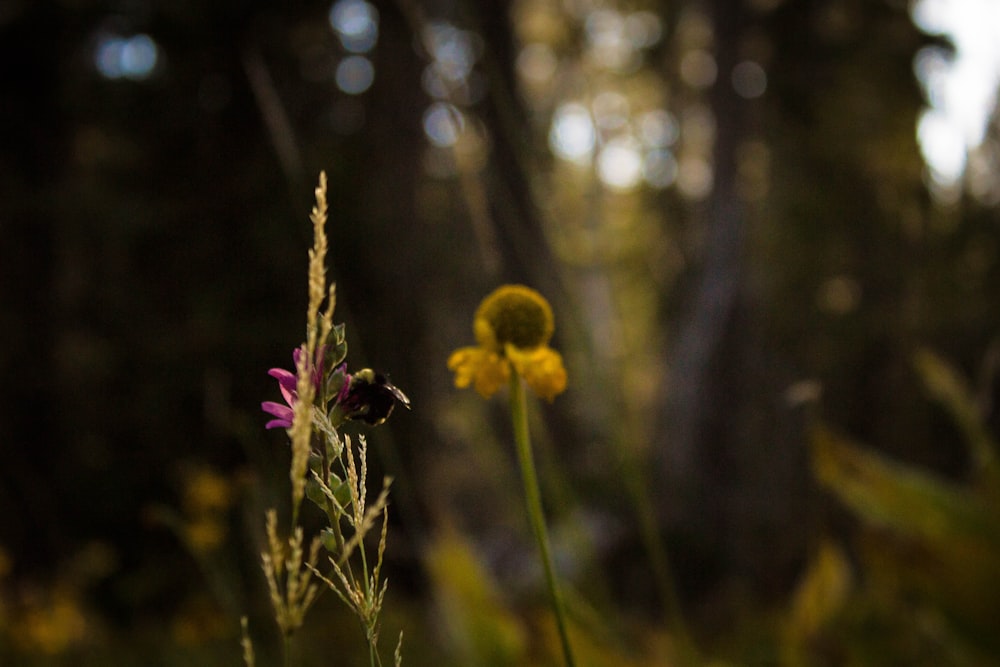 a close up of a flower in a field