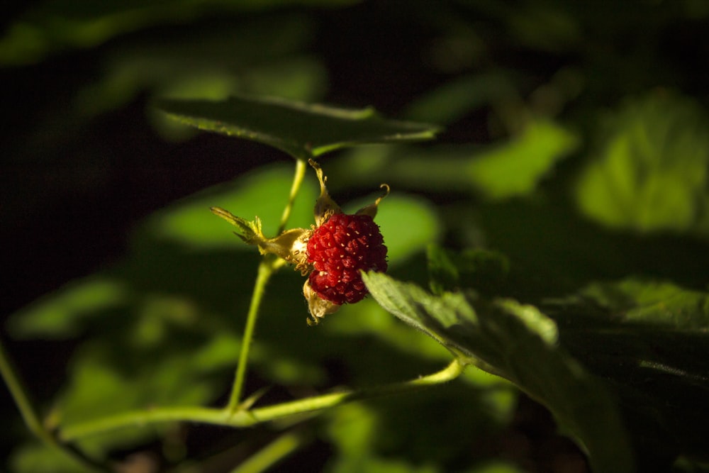 round red fruit in selective-focus photography