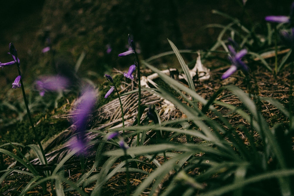 purple flowers in bloom