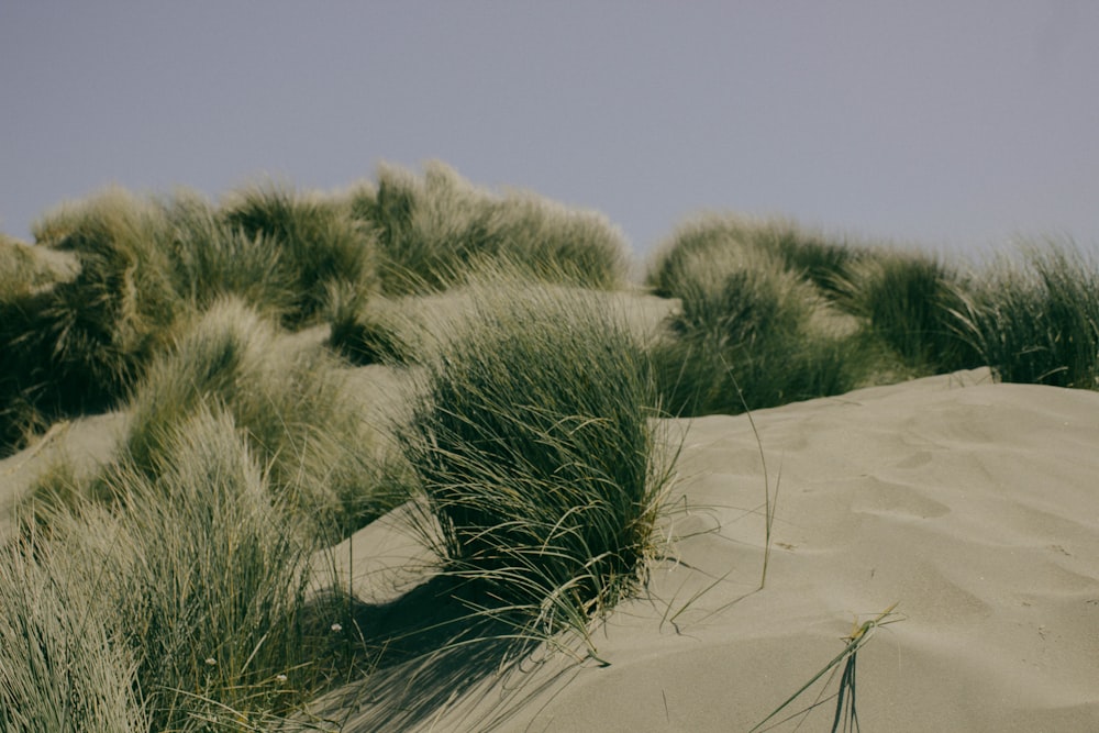 grass on sands