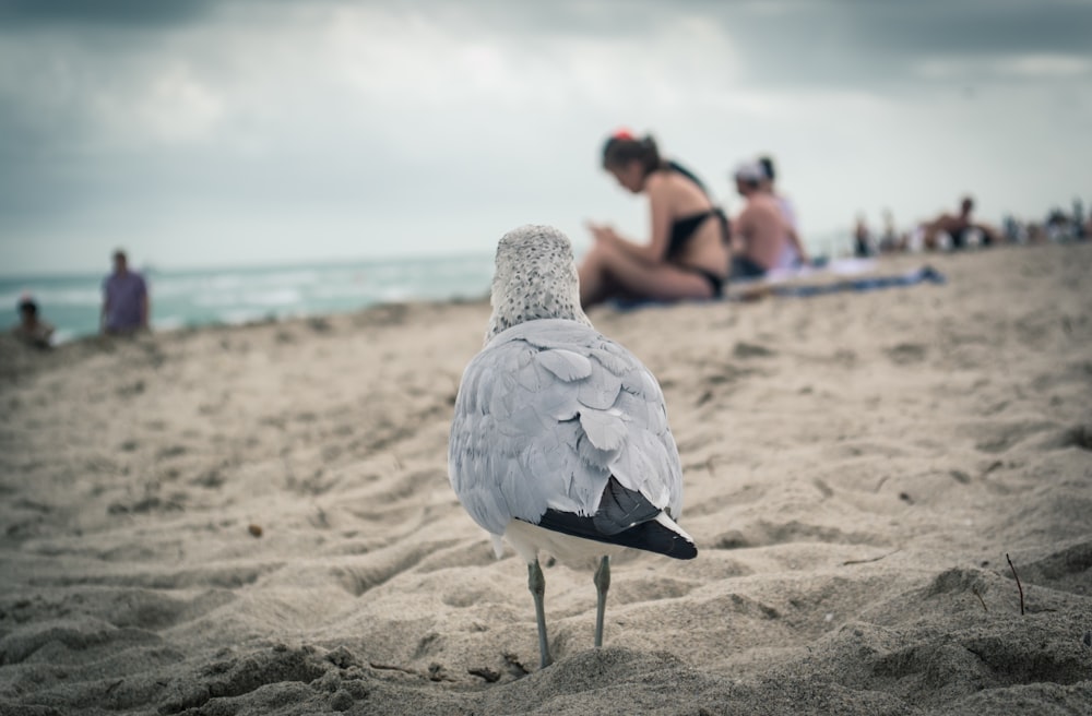 gray bird in beach
