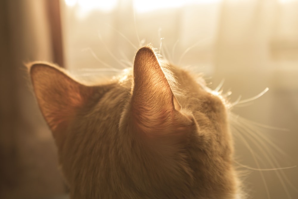 photo of orange tabby cat looking at window