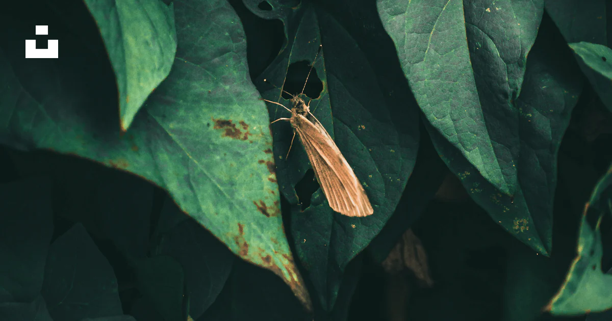 Selective focus photography of brown flying insect photo – Free Leaf ...