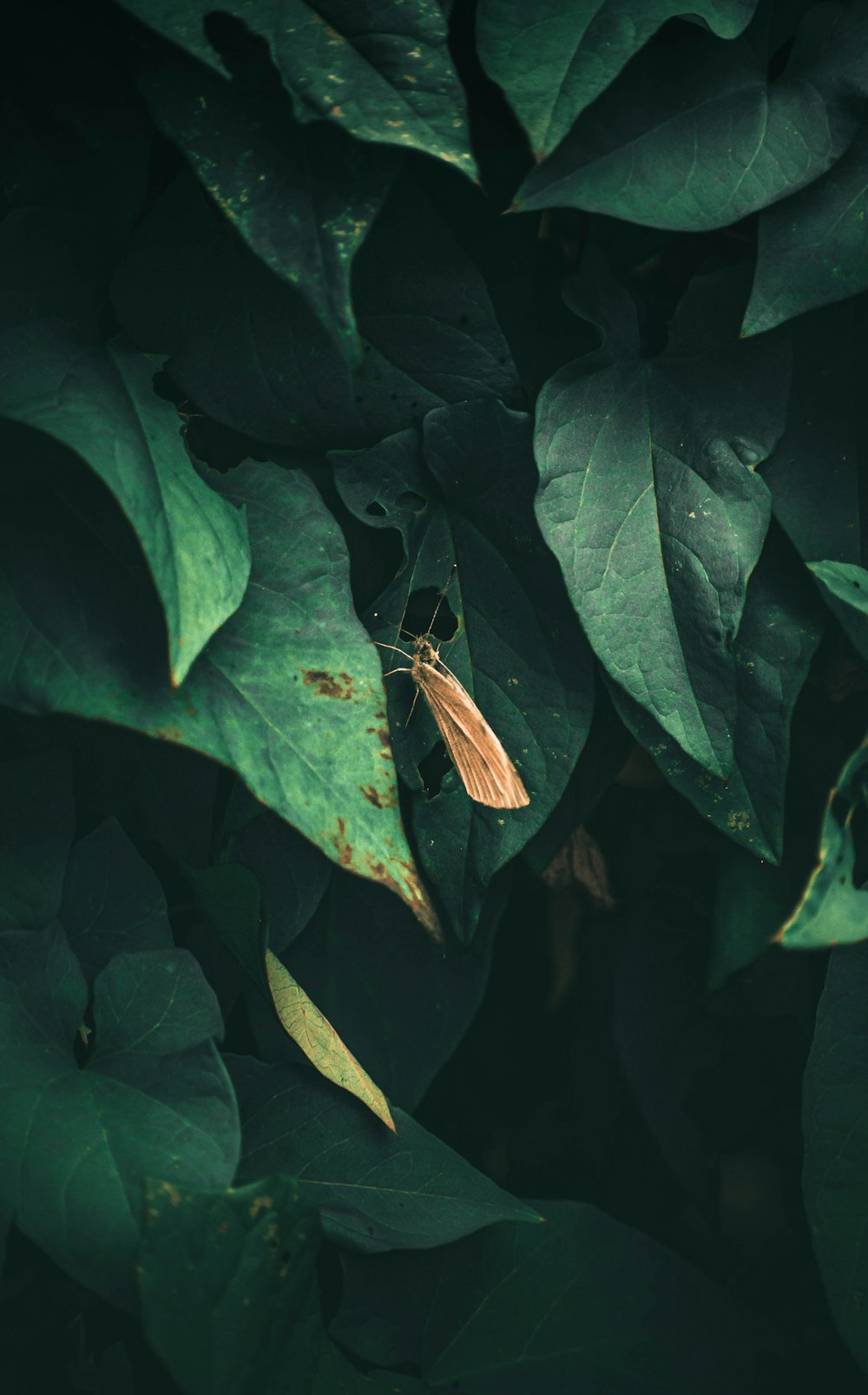 selective focus photography of brown flying insect