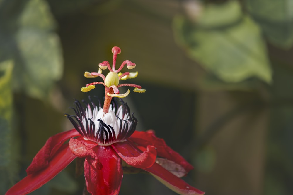 red-leafed flower