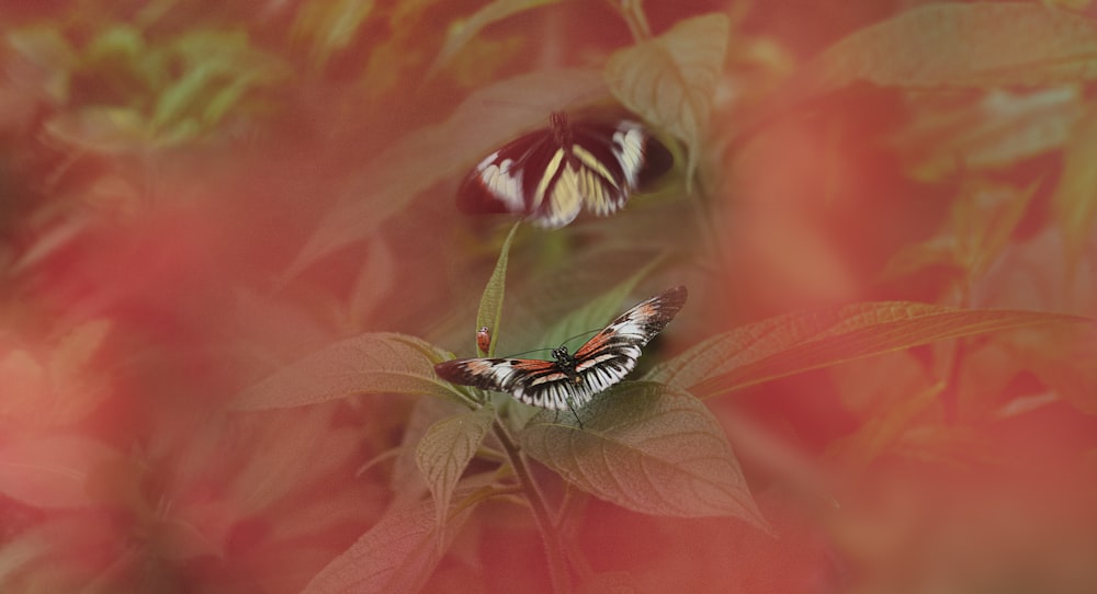 orange and white butterflies