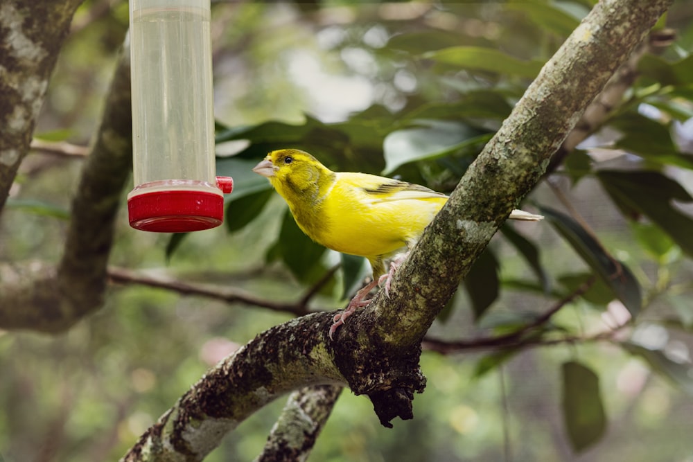 perching yellow bird
