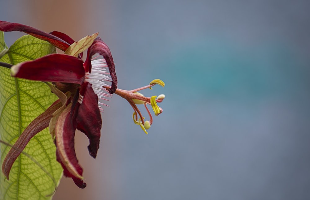 selective focus photography of red flower