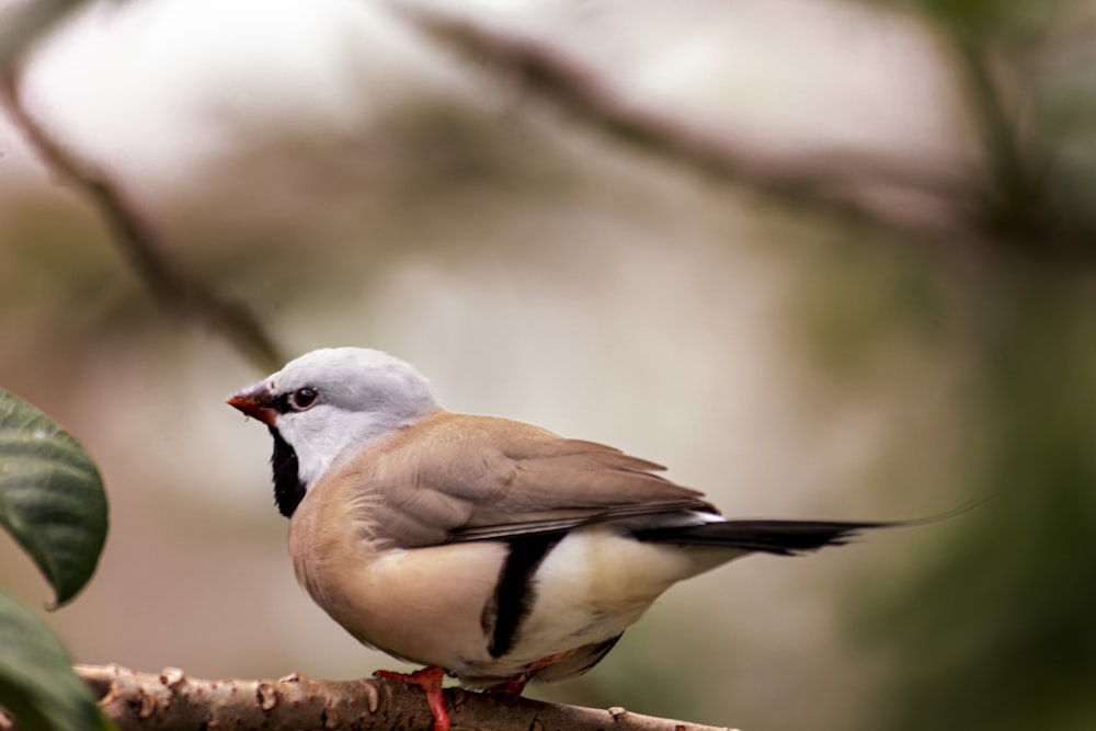 brown bird