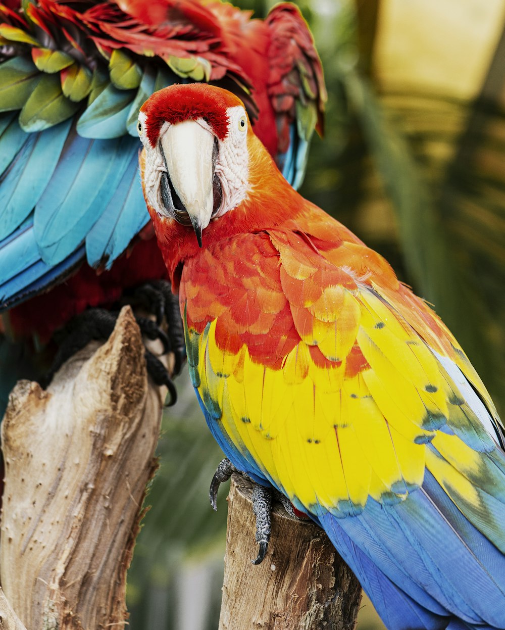 yellow, red, and blue scarlet macaw on tree branch