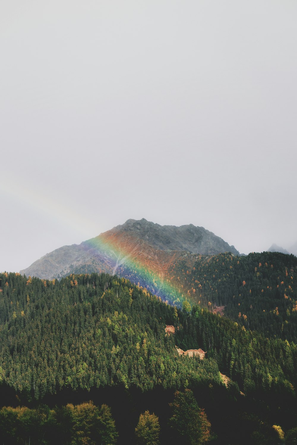arco iris sobre una colina cubierta de árboles verdes