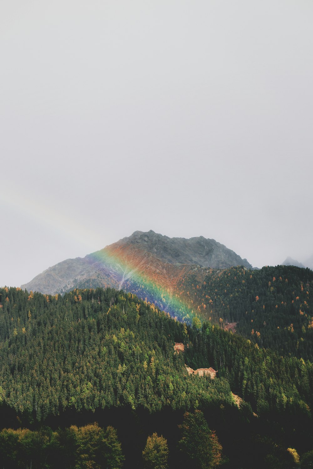 arc-en-ciel sur une colline couverte d’arbres verts