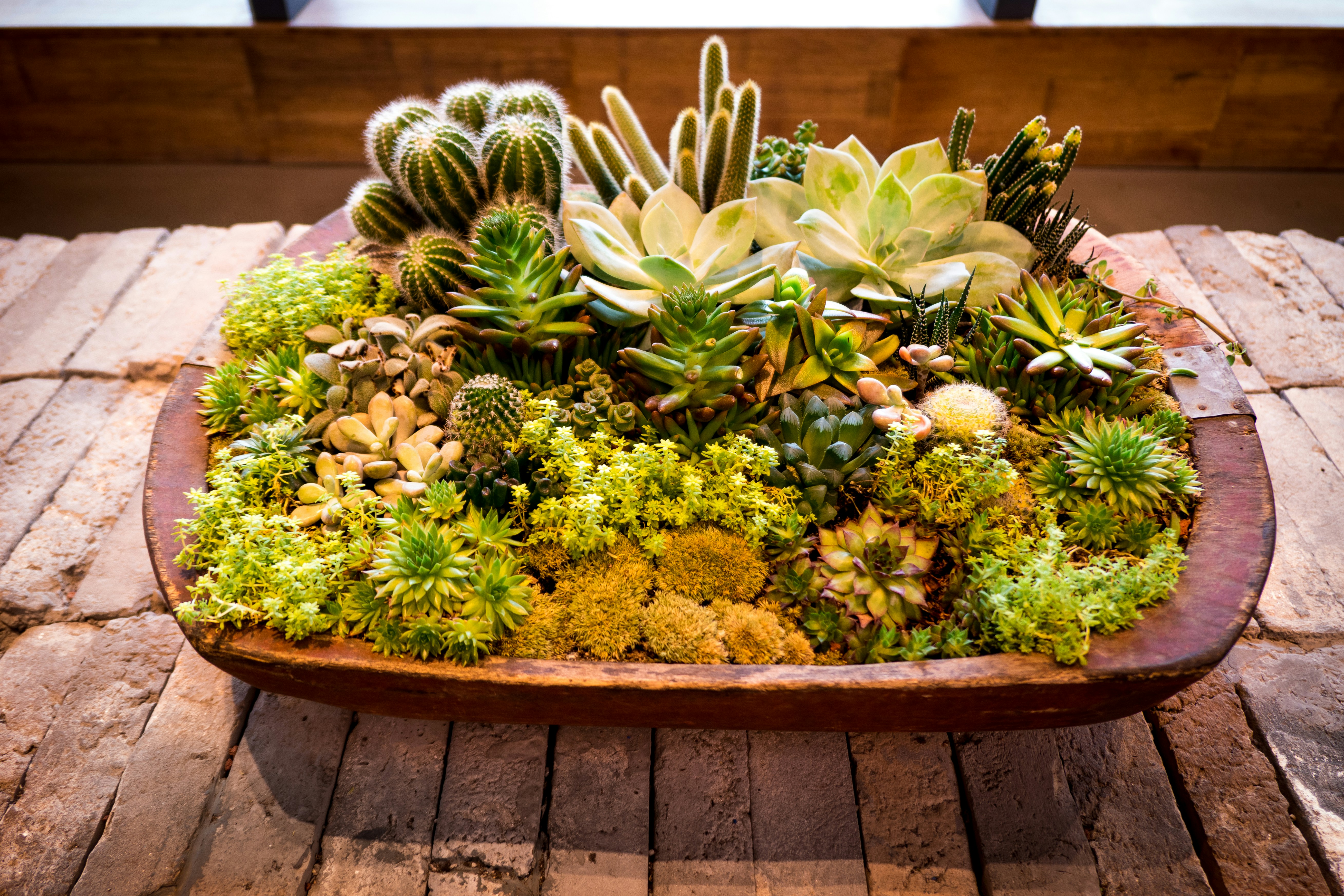 Decorating with Succulents: A stunning succulent arrangement adds natural beauty to any space