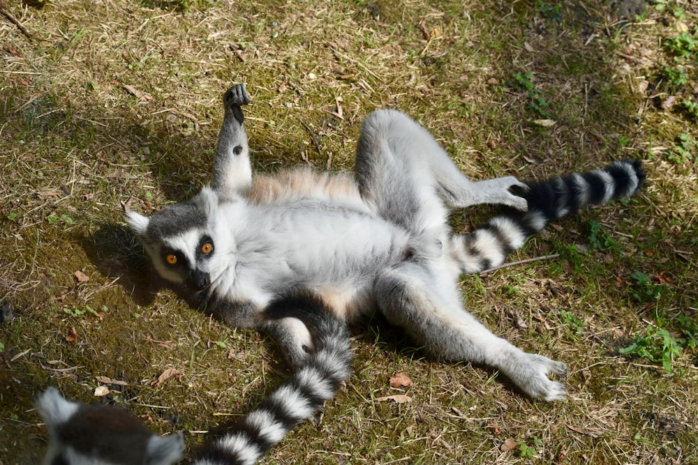 ring-tailed lemur lying on grass