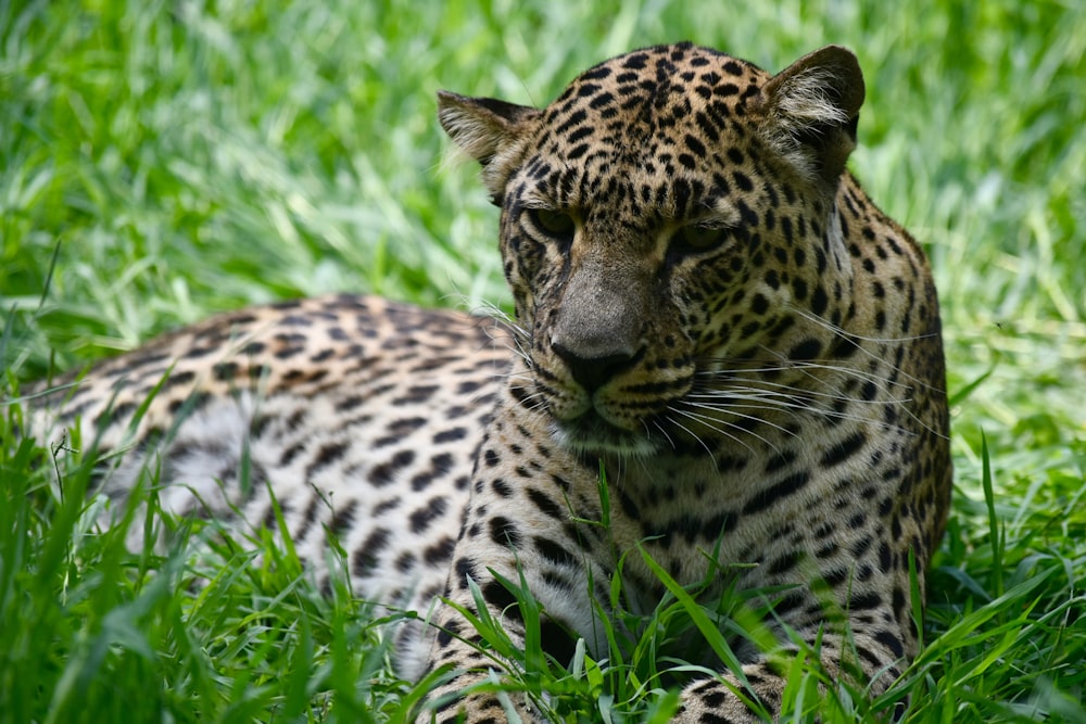 léopard sur le terrain