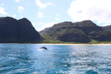 A playful dolphin leaping out of crystal-clear ocean water against a bright blue sky.