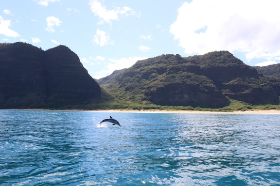 A friendly dolphin leaping over calm ocean waves under a clear sky, symbolizing connection and intelligence.