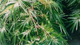 Lush green bamboo leaves densely packed together, with a glossy appearance due to moisture. The leaves are elongated and slender, creating a textured and layered visual effect.
