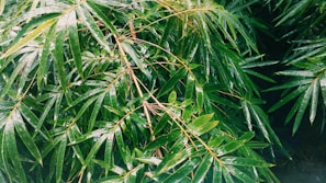 Lush green bamboo leaves densely packed together, with a glossy appearance due to moisture. The leaves are elongated and slender, creating a textured and layered visual effect.