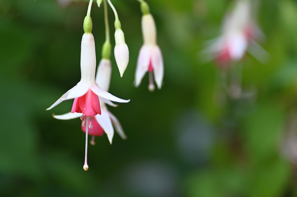 white and red-petaled flower