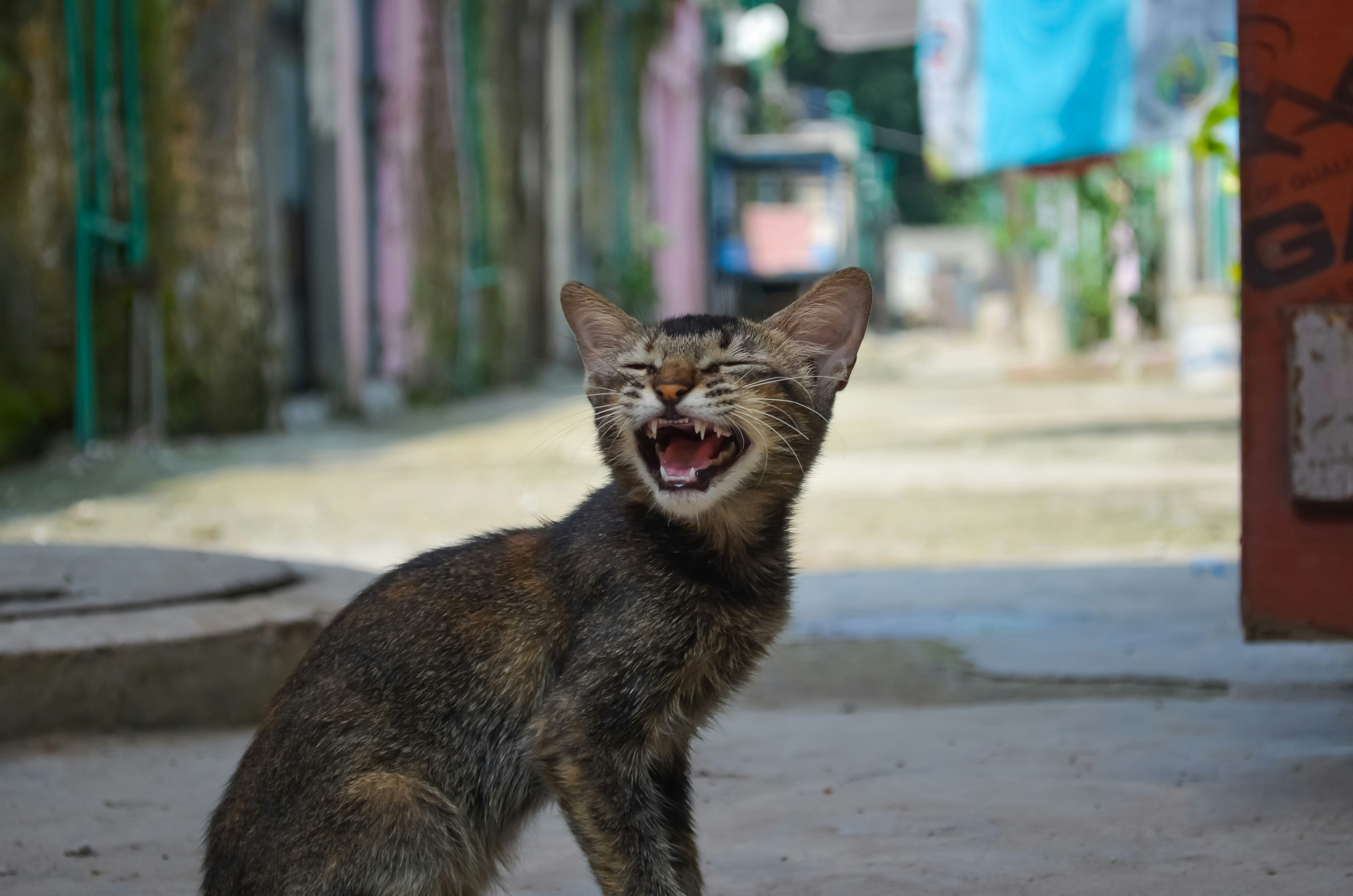 Chirping and Chattering (image credits: unsplash)