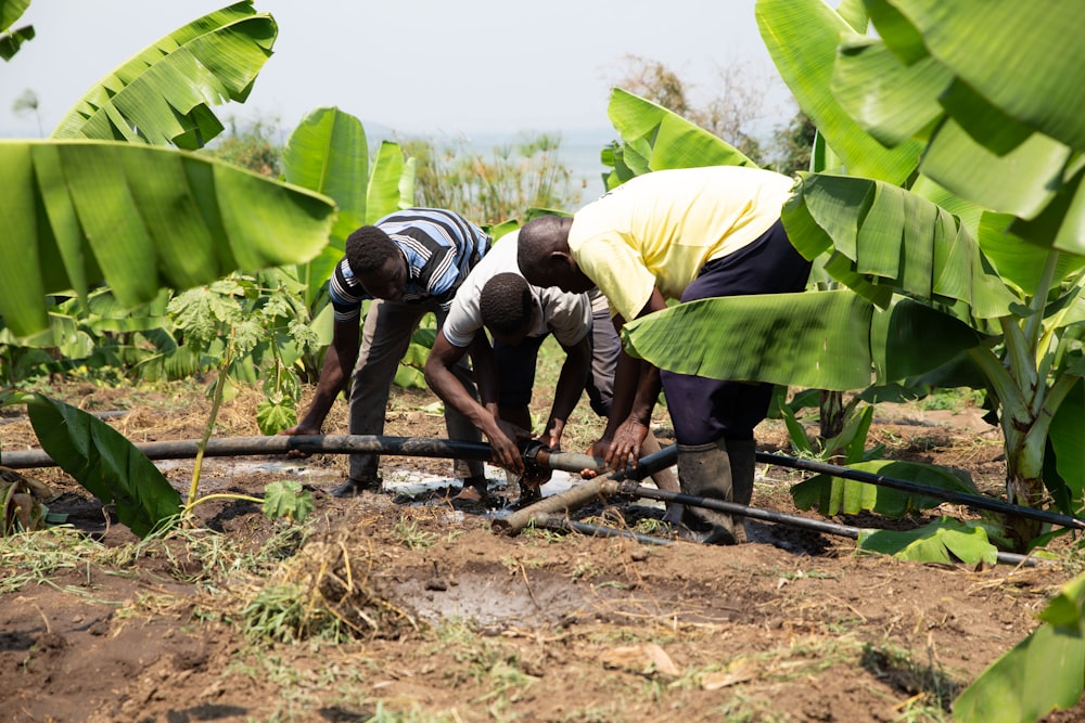 Uomini che riparano il tubo di irrigazione in una piantagione di banane