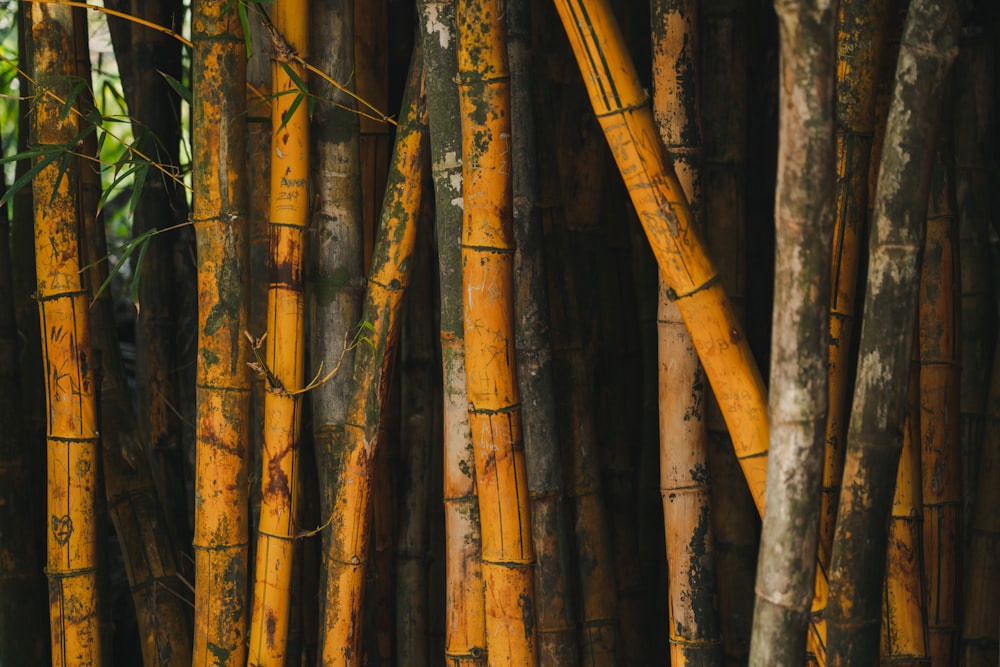 brown and green bamboo plants