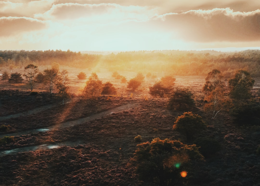 sun shining on trees