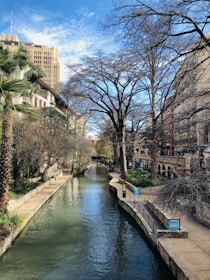 bare trees beside body of water